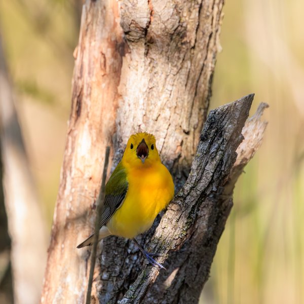 Prothonotary Warbler