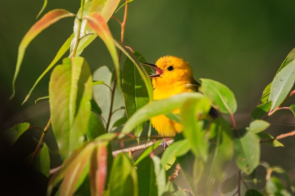 Prothonotary Warbler