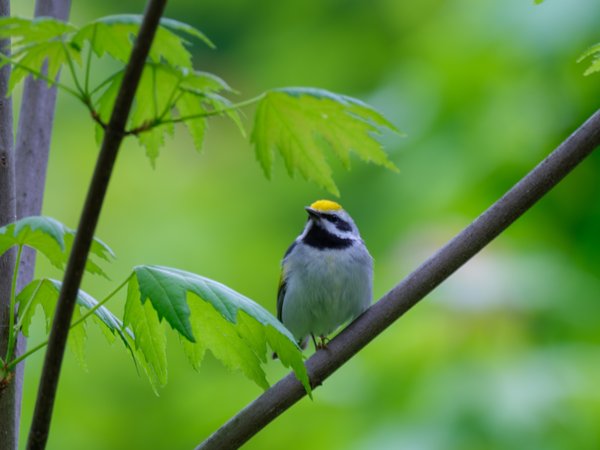 Golden-winged Warbler