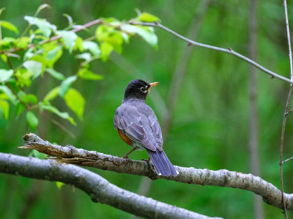 American Robin