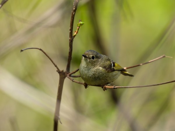 Ruby-crowned Kinglet