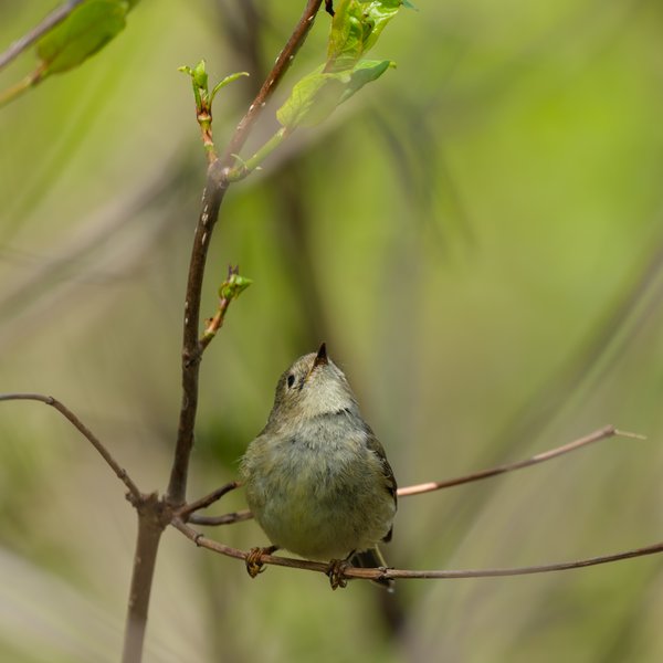 Ruby-crowned Kinglet