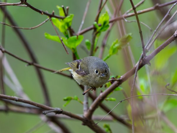 Ruby-crowned Kinglet