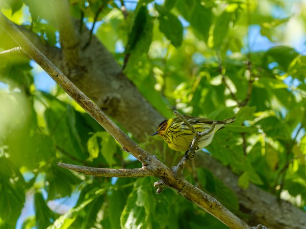Cape May Warbler